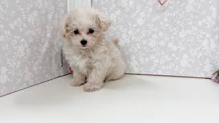 ハーフ犬の動画01