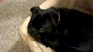 Want to Calm a Pug Down?  Here is the Magic Word