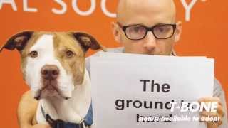 Moby - Almost Home (Best Friends Animal Society Lyric Video) (with Damien Jurado)