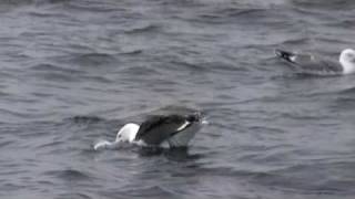 preview picture of video 'Seagull Swallowing a Pollock'