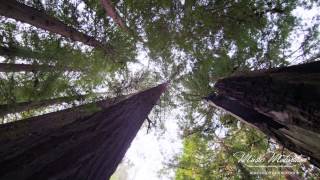 Relaxing and Peaceful Meditation Music for Spa, Sleep, Study, Background