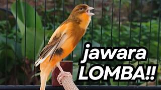 Download lagu Masteran Efektif Langsung Nyaut Kenari AF GACOR DORR !! atasi kenari Macet & Susah Bunyi mp3 Download lagu Masteran Efektif Langsung Nyaut Kenari AF GACOR DORR !! atasi kenari Macet & Susah Bunyi mp3