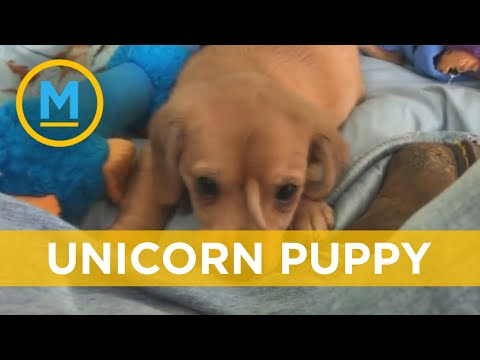 Narwhal the "unicorn puppy" has finally found his forever home | Your Morning