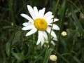 JUD STRUNK - DAISY A DAY 