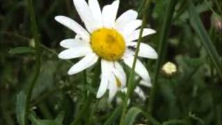 JUD STRUNK - DAISY A DAY