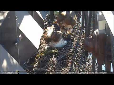 CornellRTHA Cam  'Sun-Baked Sparrow!'  4:47 pm   _4.24.14_