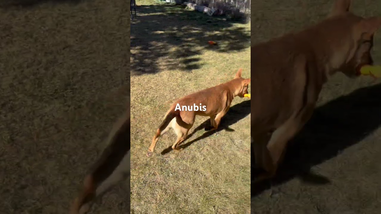 Anubis, a Adoptable mixed breed in Durango, CO video 2/4