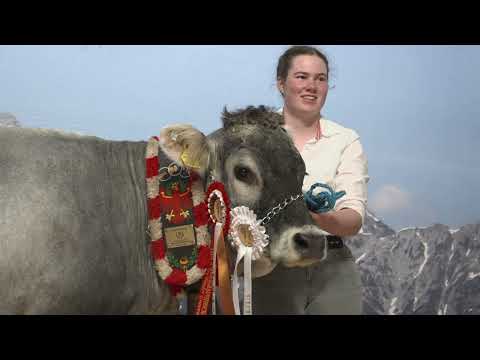 KUISA - 100 Jahre Tiroler Grauvieh