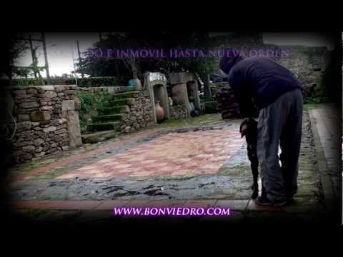 Camarón de la Ron Bonviedro **VENDIDO** Obediencia básica – bonviedro.com