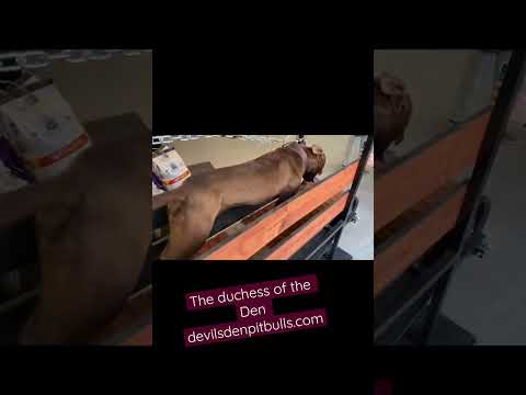 All our Pitbulls DNA as 100% pitbull terrier DevilsDenKennels.com￼