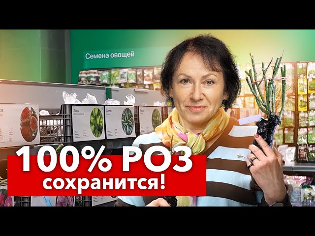 КАК СОХРАНИТЬ РОЗЫ ДО ПОСАДКИ В ГРУНТ в домашних условиях? 5 важных шагов от опытного цветовода