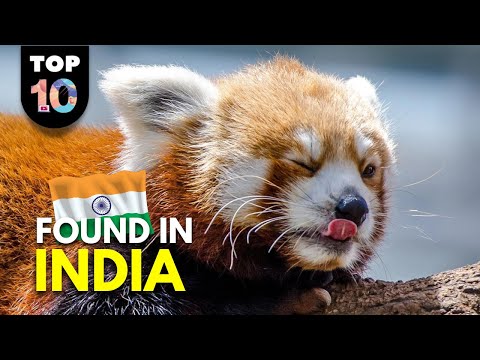 image-What animals are unique to India? 