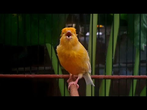WARNING❗ Your Canary Might Sing NON-STOP After This❗