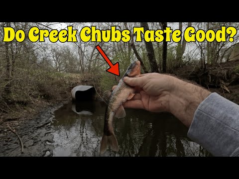 I Caught Creek Chubs and Cooked Them! Are They Nasty or Good to Eat?