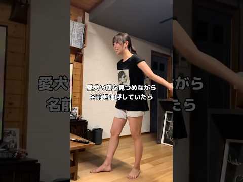 飼い主を見る目ではないよ #柴犬 #柴犬の気持ち #shorts