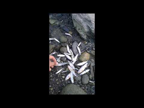 疑農用灌溉截水  台東知本溪斷流大量魚蝦死亡