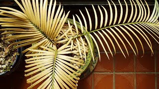 CYCAS PALM RESCUE! Yellow leaves and 0% growth for 3 YEARS - what