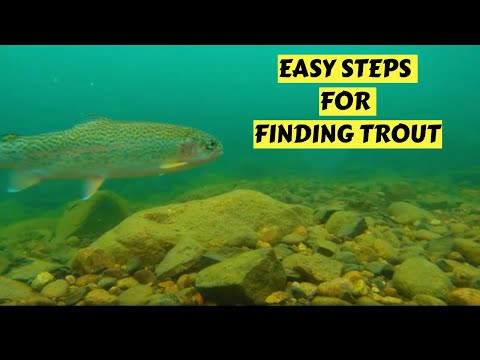 Easy Steps for Finding Trout River or Stream
