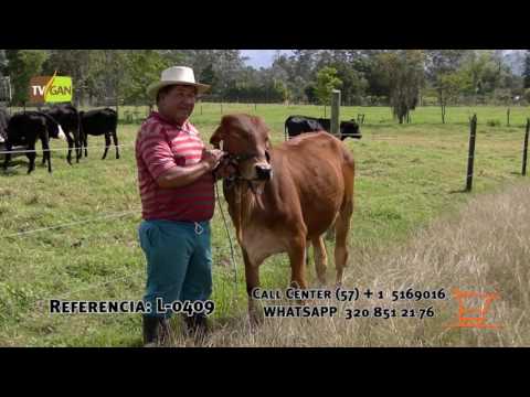 2017: MACHO DE LEVANTE, RIONEGRO, ANTIOQUIA, L-0409