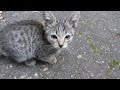 Kittens Came Out Of The Hole And Meows