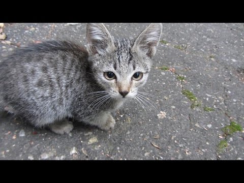Hoobly Kittens Ohio