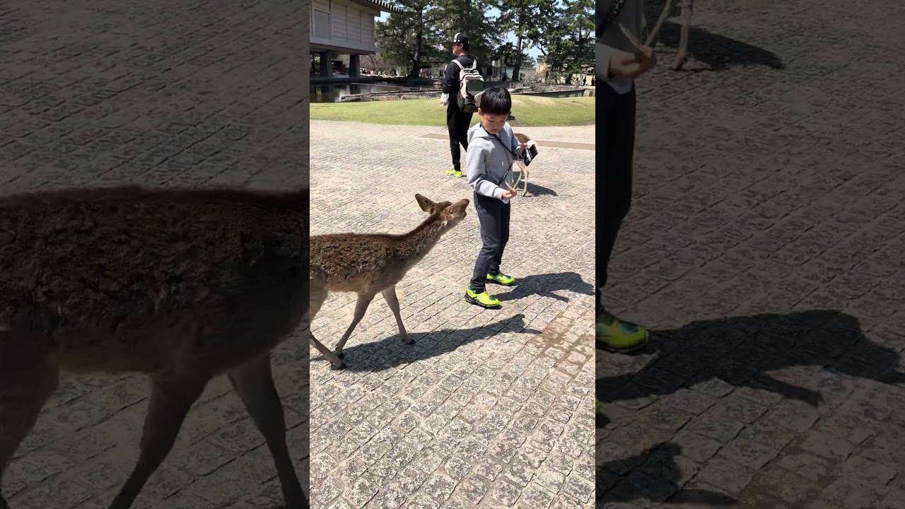 🦌奈良公園‼️鹿にパニック？！ハプニング発生！キックされた！？ #小原正子 #小学生#家族旅行 #奈良
