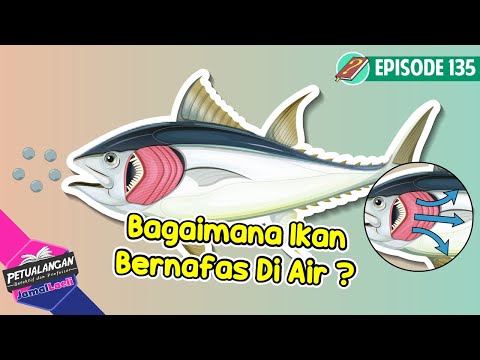Insang Pada Ikan - Pernafasan Ikan Di Dalam Air - Ensiklopedia anak - PJL