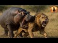 Africa S Deadliest Creatures The 5 Animals You Should NEVER Mess With