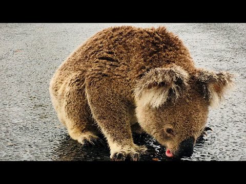 Desperate Koala in Australia gets a drink of water