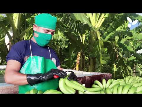 Agap analiza en panorama de la agroindustria