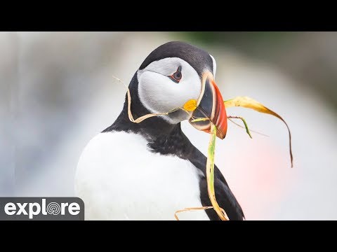 VIEW: 12 Live Cameras of All Your Favorite Animals