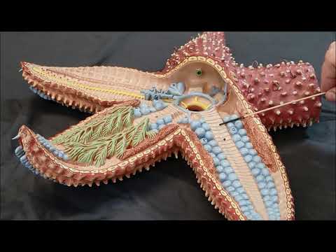 What is the function of the central disc in a sea star?