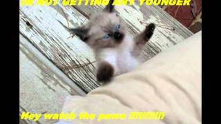 LOLCats in Meredith Brooks Birthday  Needy Cats