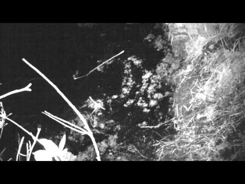 Beaver Run Android
