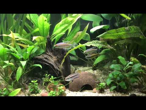 Ausschnitt Kongo River