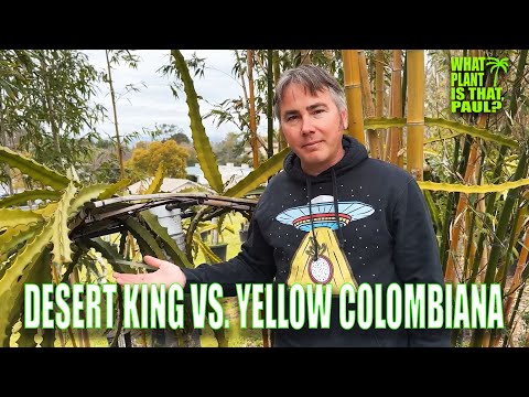 DESERT KING DRAGON FRUIT VS. YELLOW COLOMBIANA DRAGON FRUIT