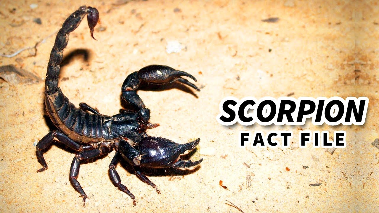 Scorpion Facts: the (not so) FATAL STING 🦂 Animal Fact Files