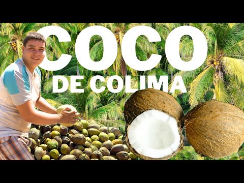 Coconut Production in Colima 🥥 🌴 - Mexico