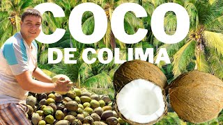 Coconut Production in Colima 🥥 🌴 - Mexico