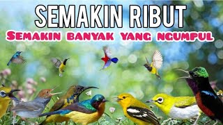 Download lagu Suara Pikat Burung Kecil Paling Ribut DIYOUTUBE😄 mp3