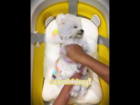 🐶✨Why am I so cute when taking a bath? #puppy #cute #pets #dog #grooming