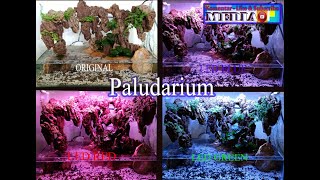 Paludarium Sederhana