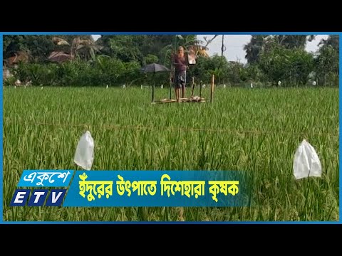 আমন ক্ষেতে ইঁদুরের উৎপাতে দিশেহারা কৃষক