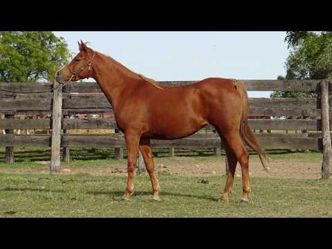 Lote BH GITANITA