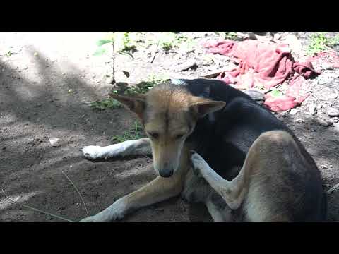 cat, kitty, funny cat, kitta and kittii, cat video, ep 989