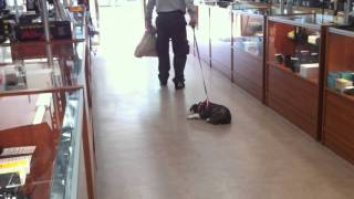 Dog doesn't want to leave store