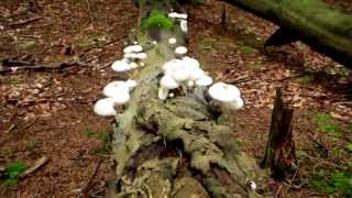 preview picture of video 'Поездка за грибами в Сколе'