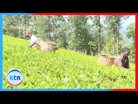 Kenya is in the final stages for certification of carbon tea, tea accounts for 23% of forex earnings