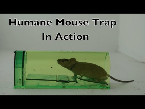 Humane Mouse Trap In Action - Full Review With Real Mice & Motion Cameras