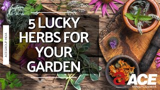 LUCKY HERBS FOR YOUR HOME | LUCKY PLANT SERIES - PART 3 | ACE GROUP INDIA